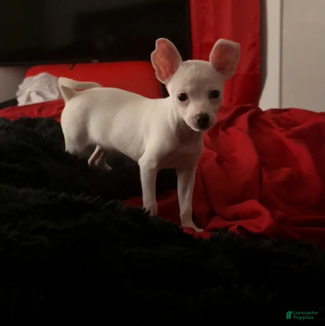 Chihuahua dogs for sale: Chihuahua Puppy 1 - Ad 1