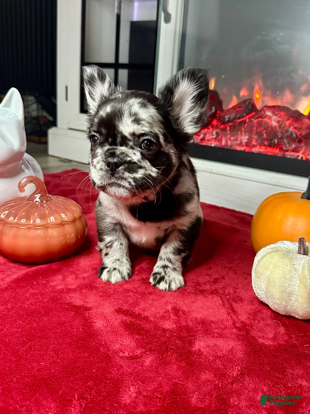 Gallery Image {{count}}