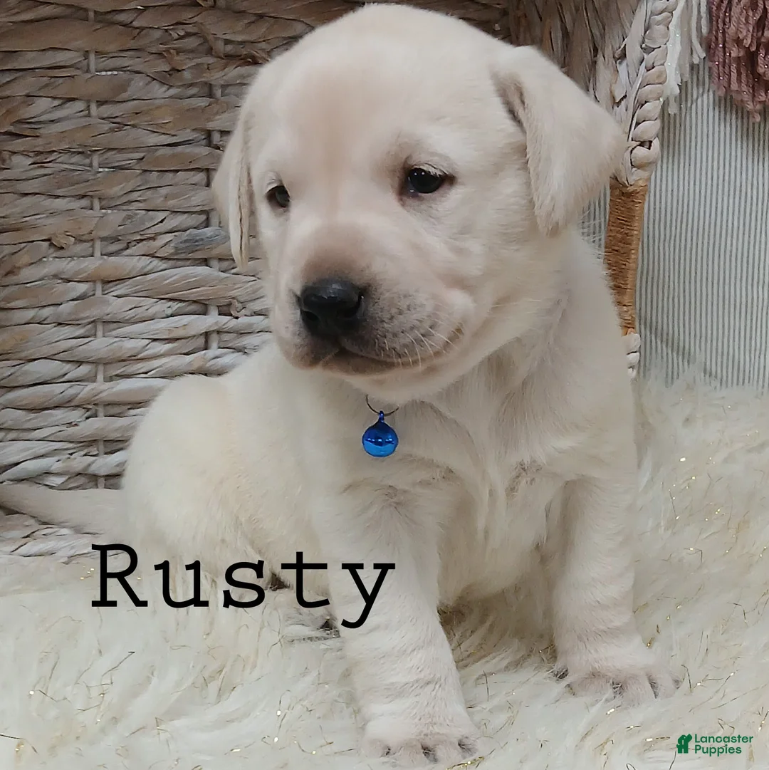Labrador Retriever dogs for sale: RUSTY - Ad 2