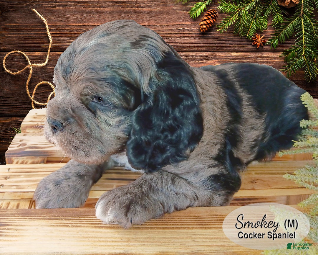 Cocker Spaniel dogs for sale: Smokey - Ad 2