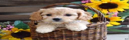 Cavachon dogs for sale: Tara - Ad 5