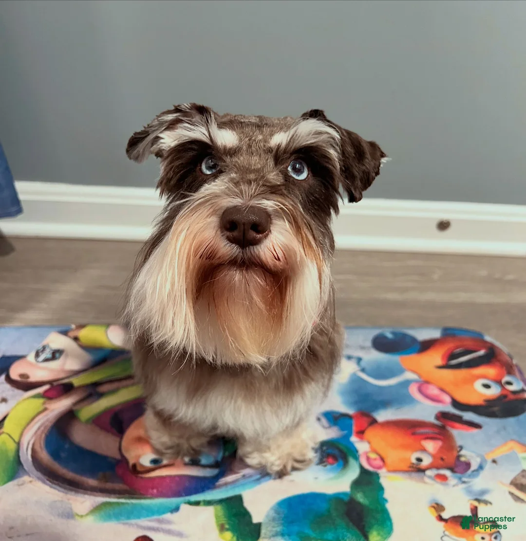 Miniature Schnauzer dogs for sale: Polo - Ad 7