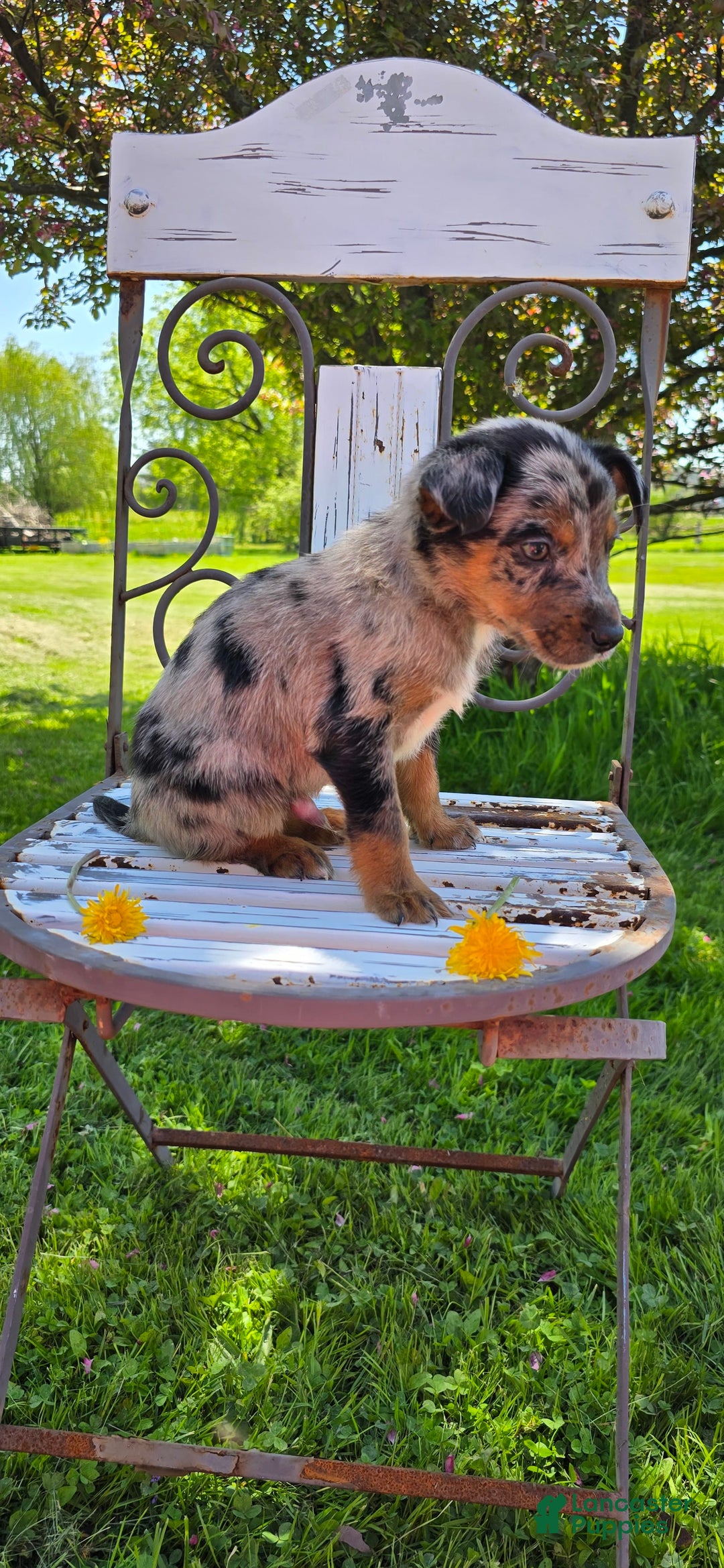 Mixed Breed dogs for sale: Casper - Ad 10