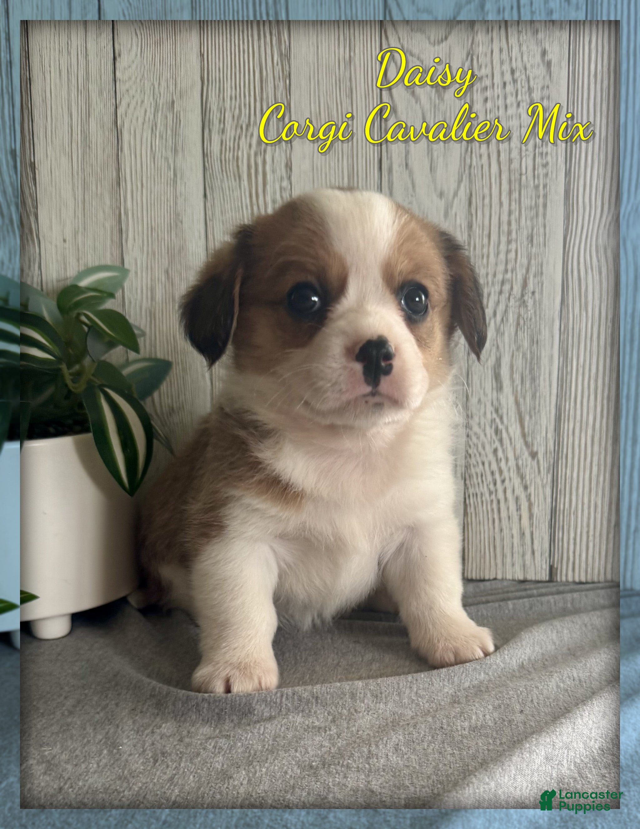 Mixed Breed dogs for sale: Daisy - Ad 3