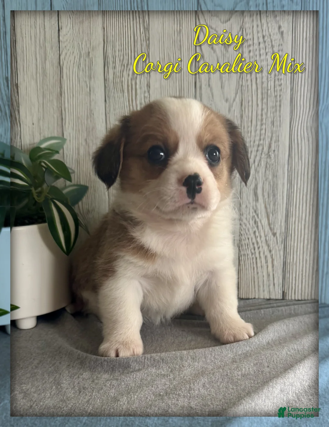 Mixed Breed dogs for sale: Daisy - Ad 1