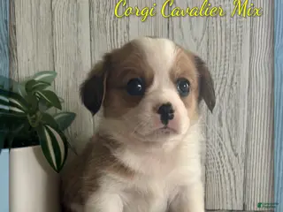 Mixed Breed dogs for sale: Daisy - Ad 3