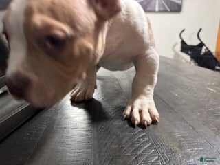 American Bully dogs - Ad 2