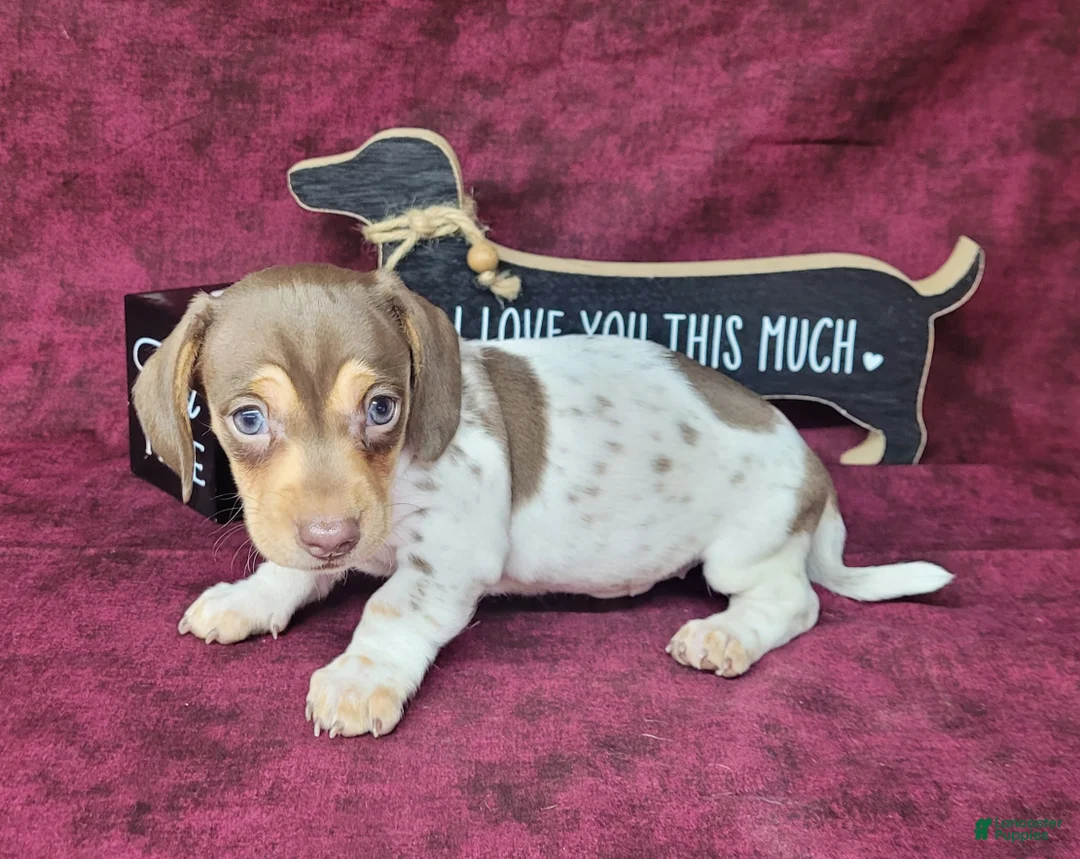 Miniature Dachshund dogs for sale: AKC Chloe *Delivery Available* - Ad 1