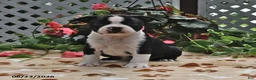 Boston Terrier dogs for sale: Leroy - Ad 4
