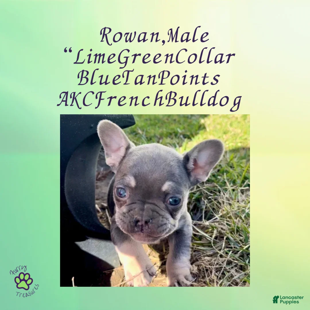French Bulldog dogs for sale: Rowan “Green”Collar, Male - Ad 1