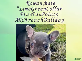 French Bulldog dogs Rowan “Green”Collar, Male - Ad 10