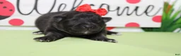 Keeshond dogs for sale: Elsa  - Ad 3