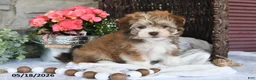 Havanese dogs for sale: Jenna - Ad 5