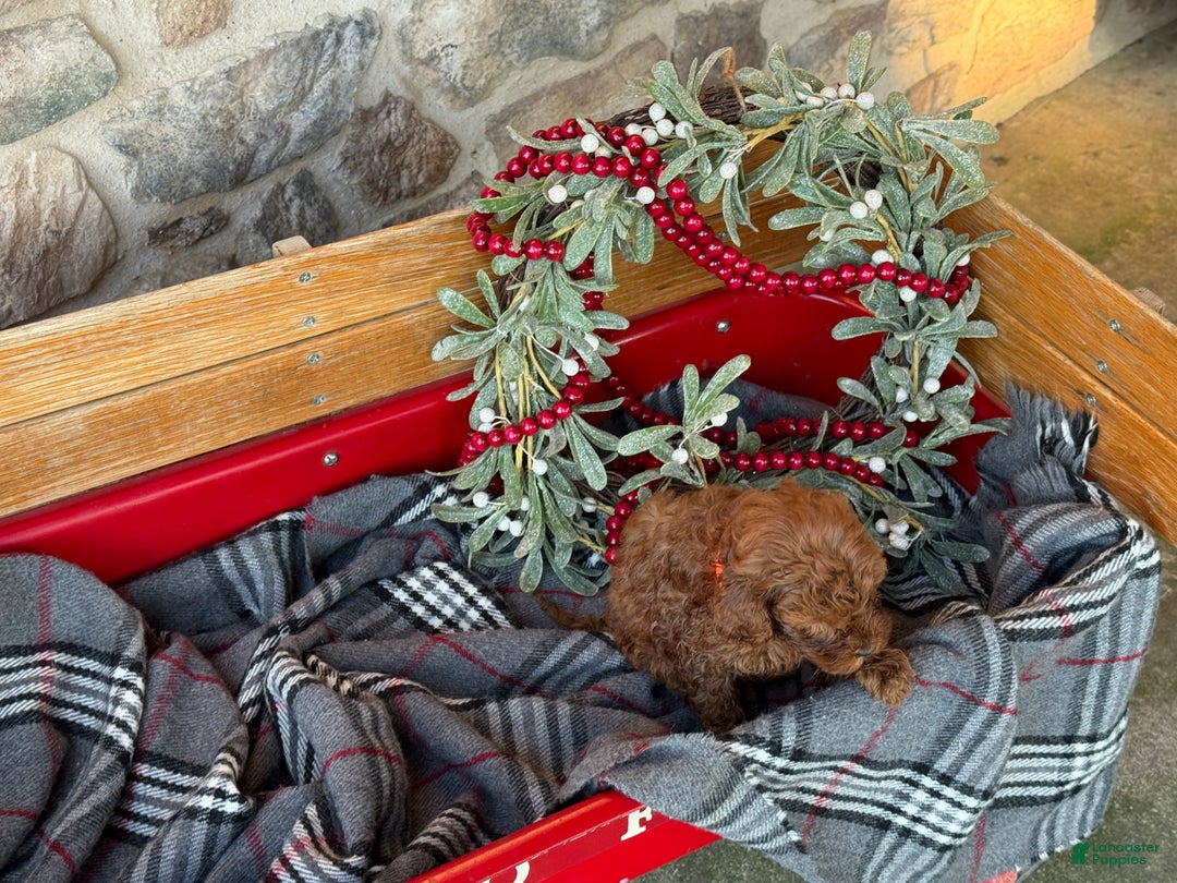 Mini Goldendoodle dogs for sale: Igloo - Ad 6