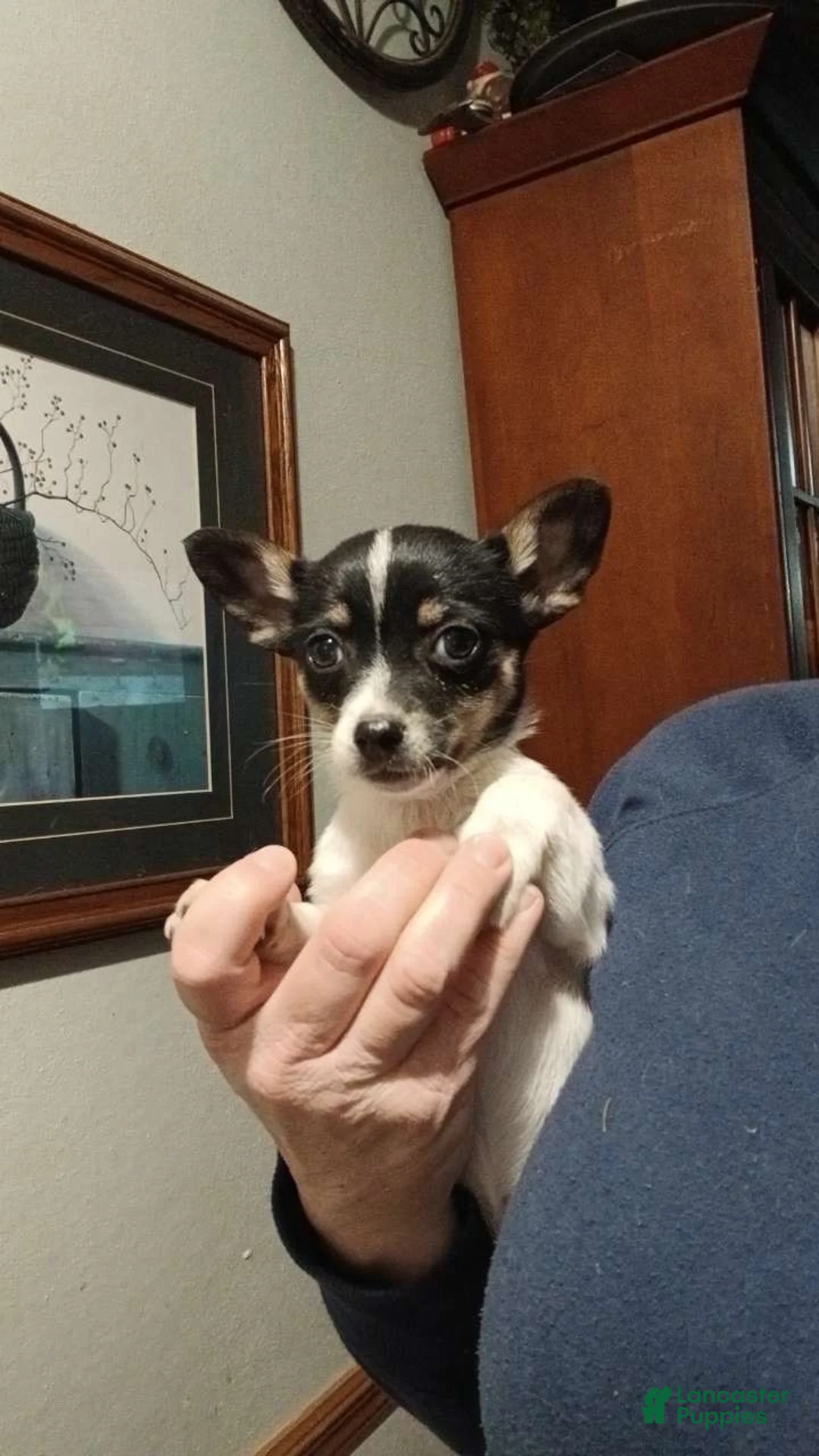Chihuahua dogs for sale: Shadow - Ad 4