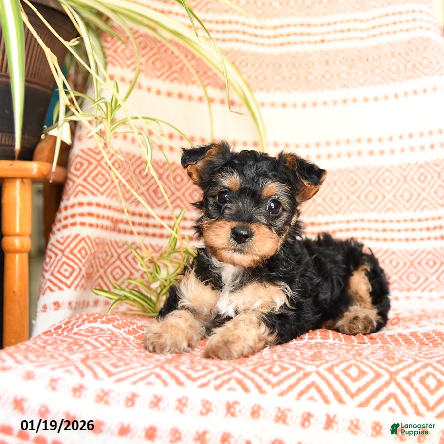Yorkiepoo dogs Ruby - Ad 2