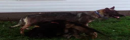 German Shepherd dogs for sale: Hunter  - Ad 2
