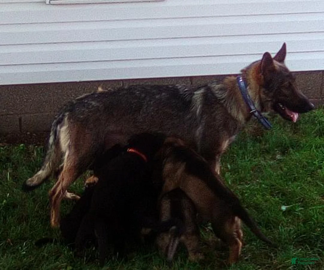 German Shepherd dogs for sale: Hunter  - Ad 2