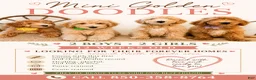 Goldendoodle dogs for sale: Saint Andrew - Ad 2