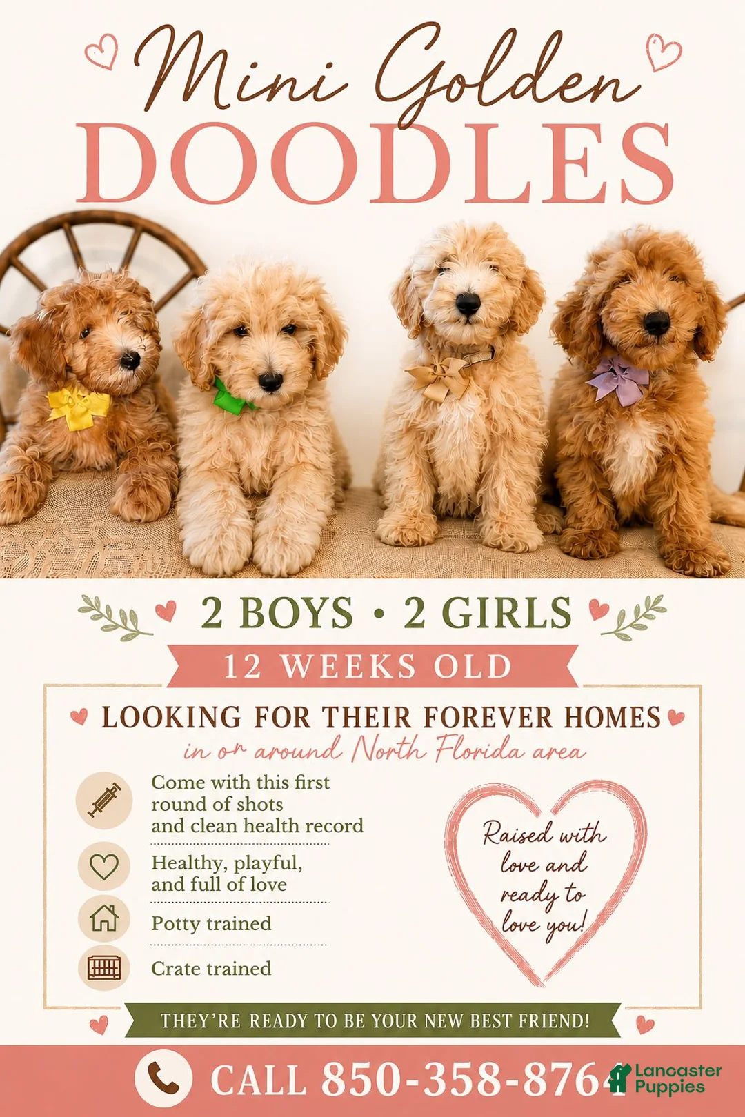 Goldendoodle dogs for sale: Saint Andrew - Ad 2