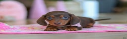 Miniature Dachshund dogs for sale: Chloe - Ad 7