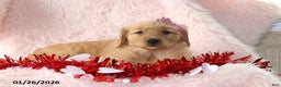 Golden Retriever dogs for sale: Laina - Ad 3