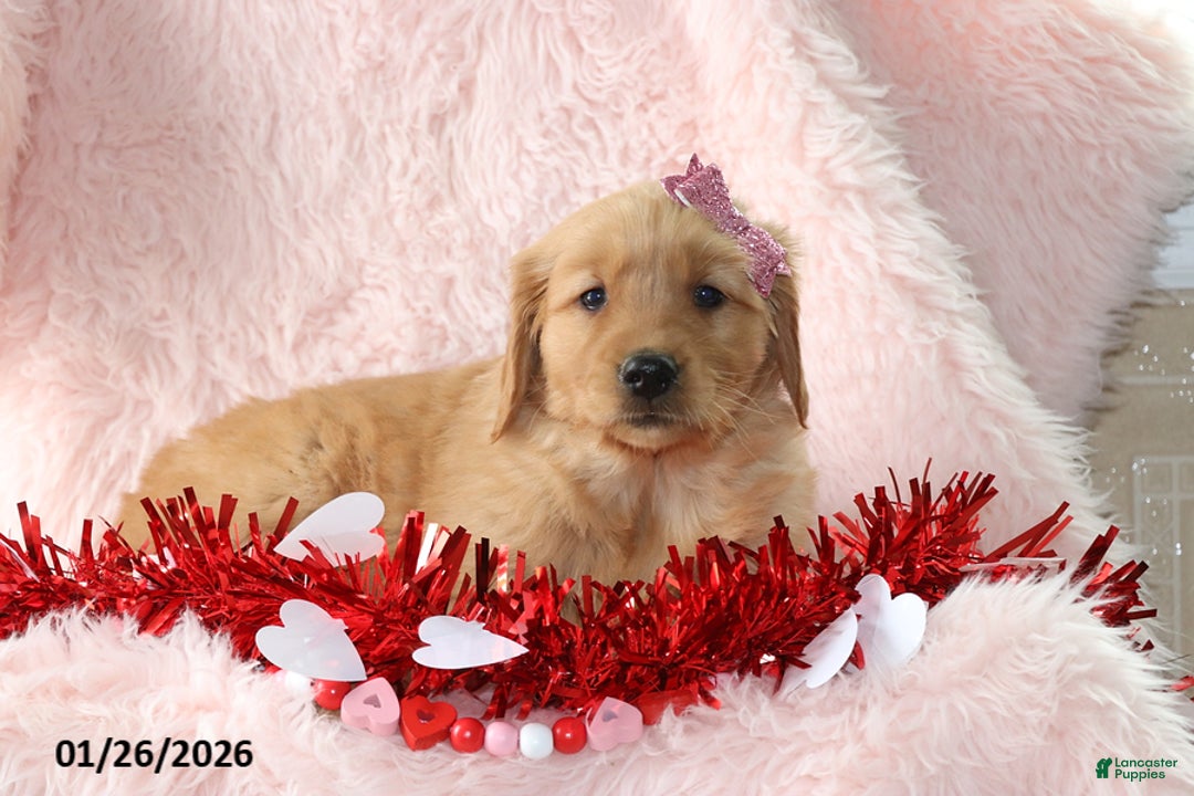 Golden Retriever dogs for sale: Laina - Ad 3