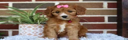 Cavapoo dogs for sale: Honey - Ad 2