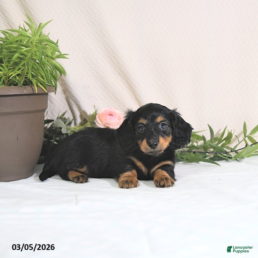 Miniature Dachshund dogs Ember - Ad 2