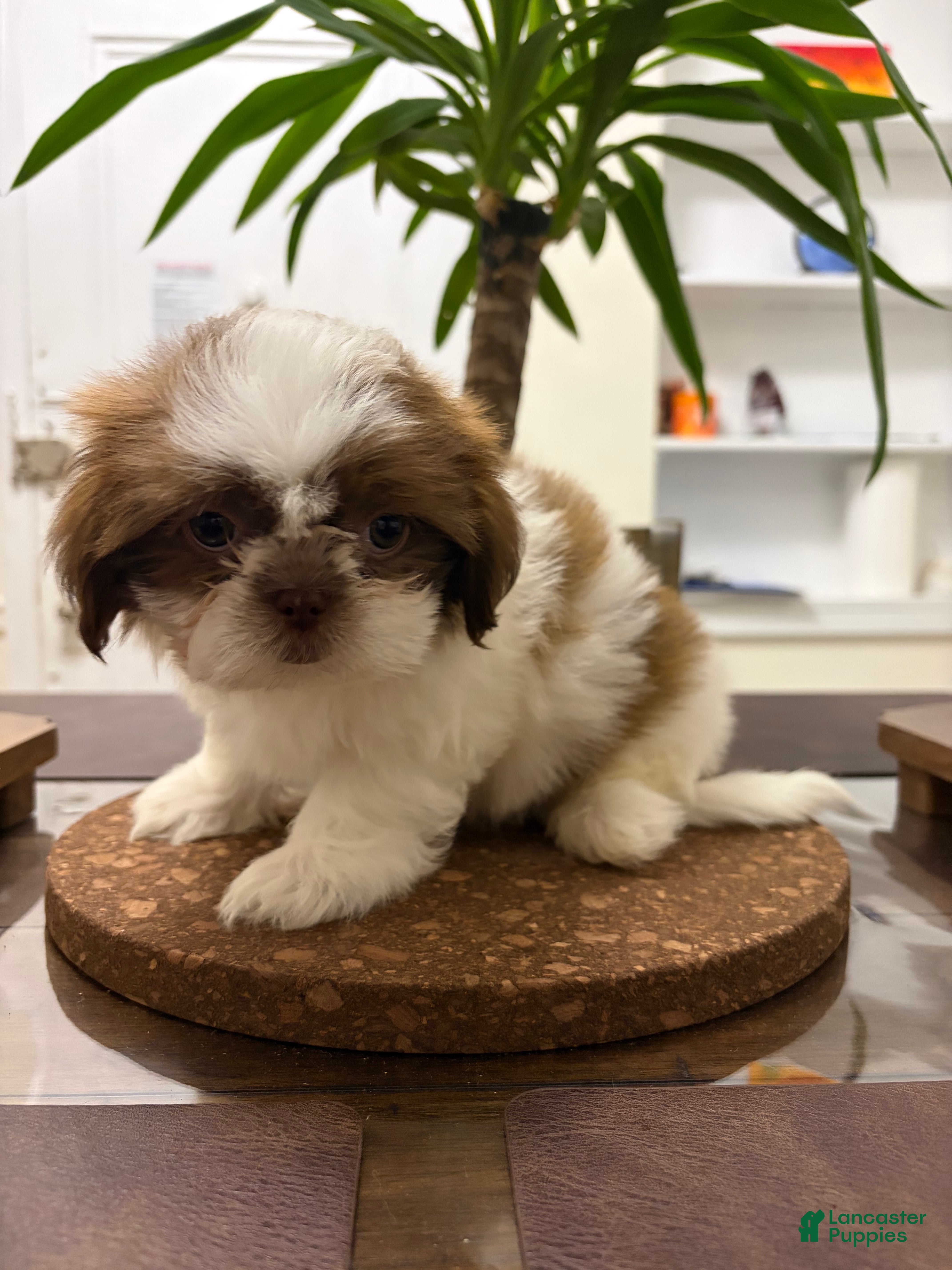Shih Tzu dogs Buddy - Ad 15