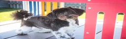 Havanese dogs for sale: Oreo - Ad 5