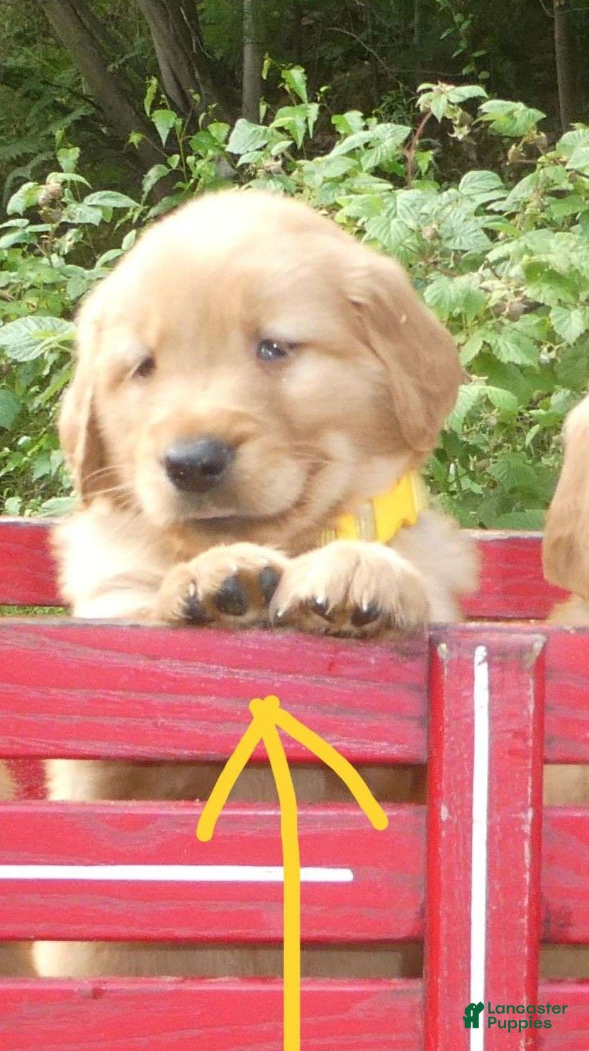 Golden Retriever dogs Sunshine - Ad 9