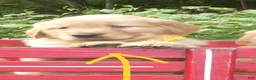 Golden Retriever dogs for sale: Sunshine - Ad 1