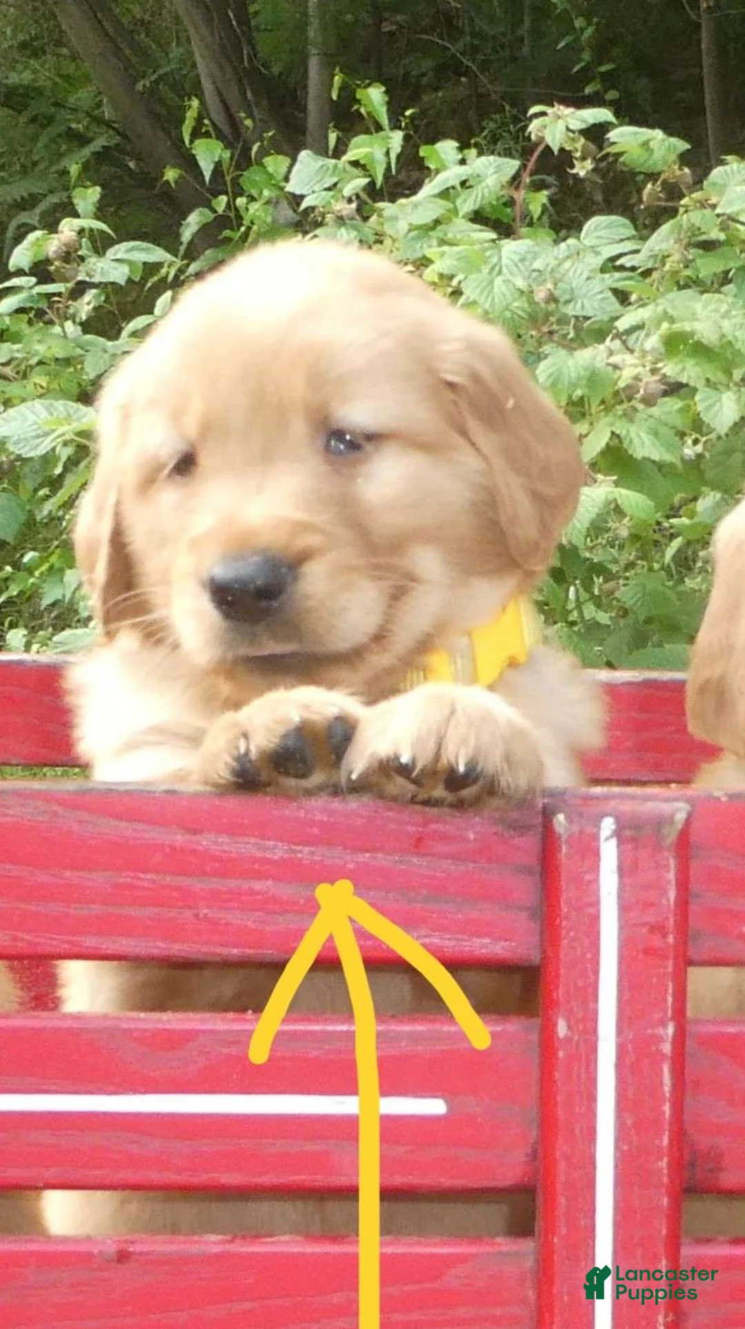 Golden Retriever dogs for sale: Sunshine - Ad 1