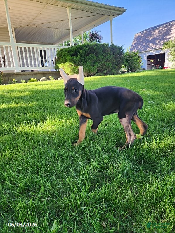 Doberman Pinscher dogs for sale: Ranger - Ad 4