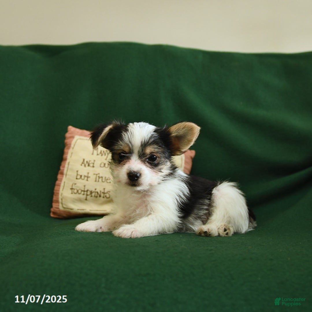 Yorkshire Terrier dogs for sale: Oreo - Ad 6