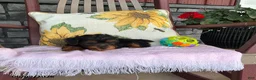 Yorkiepoo dogs for sale: Banjo - Ad 20