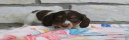 Miniature Dachshund dogs for sale: Anna - Ad 8