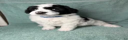 Miniature Poodle dogs for sale: Miniature Poodle Blue - Ad 2