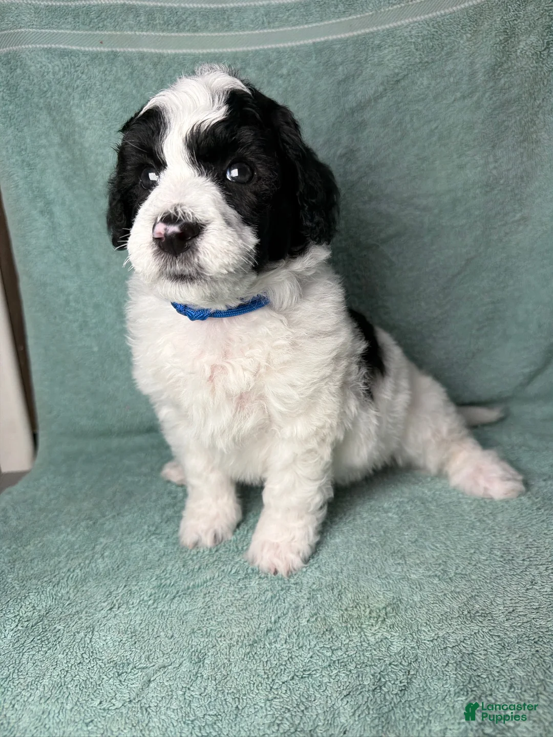 Miniature Poodle dogs for sale: Miniature Poodle Blue - Ad 2