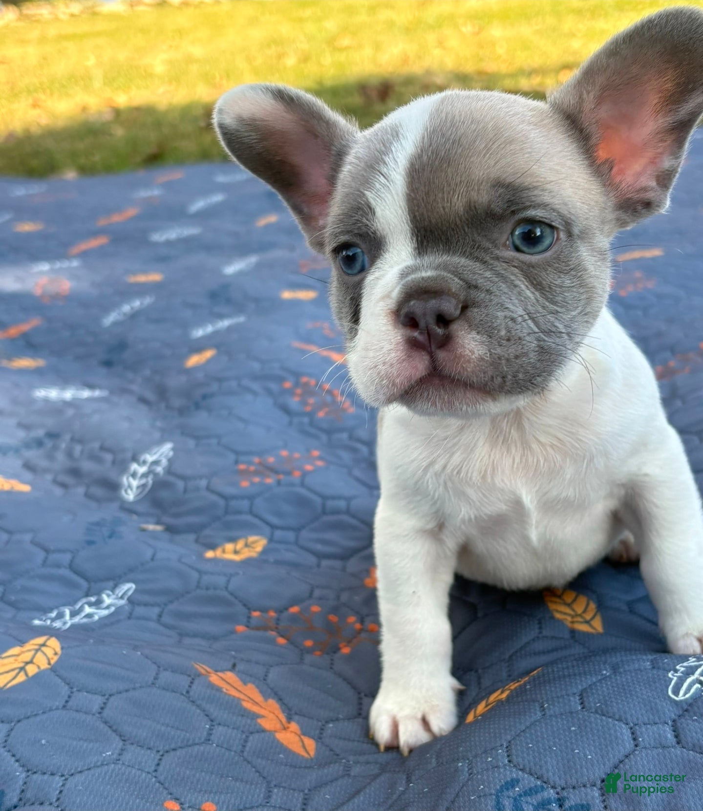 French Bulldog dogs for sale: CODI - Ad 2