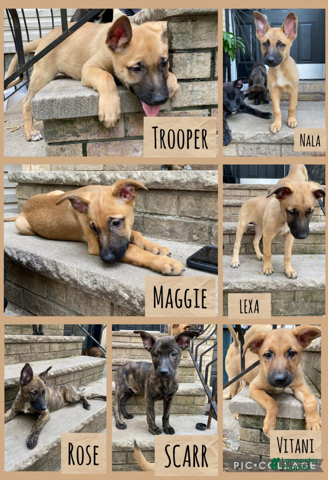 Gallery Image {{count}}