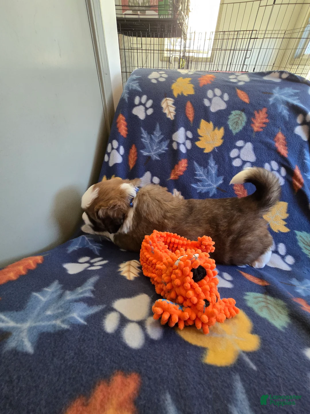 Mixed Breed dogs for sale: Brody - Ad 20