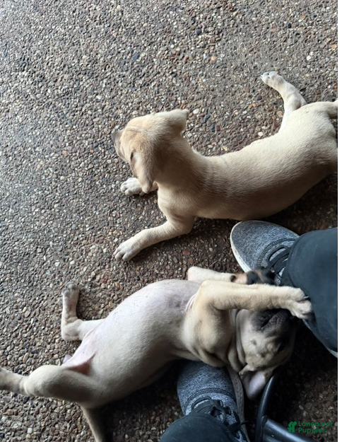 Black Mouth Cur dogs Black Mouth Cur 7 - Ad 1