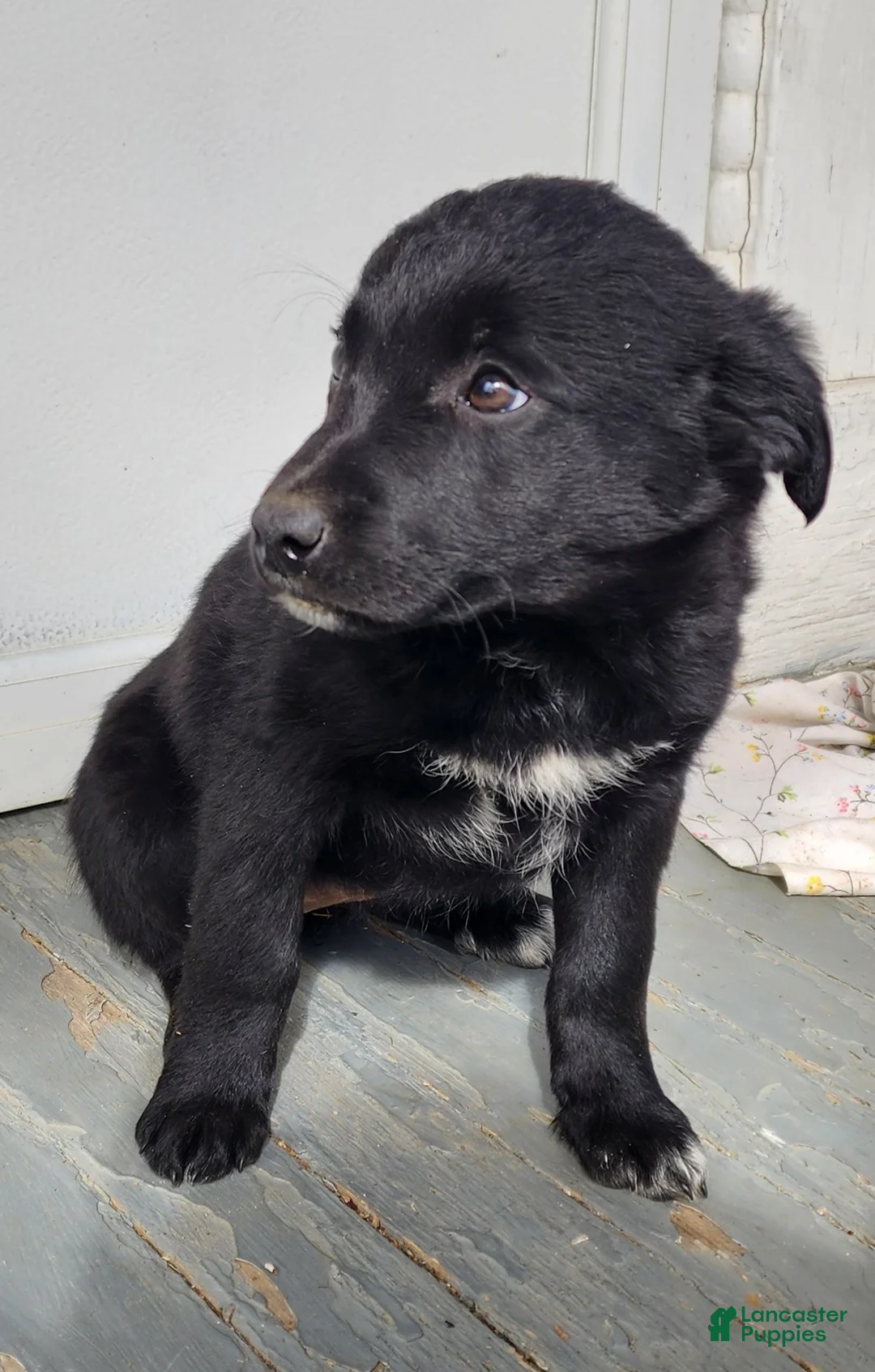 Mixed Breed dogs for sale: Mixed Breed Puppy 4 - Ad 2