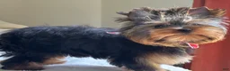 Yorkshire Terrier dogs for sale: Cody - Ad 8