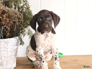 German Shorthaired Pointer dogs Gus - Ad 19