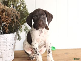 German Shorthaired Pointer dogs Gus - Ad 24