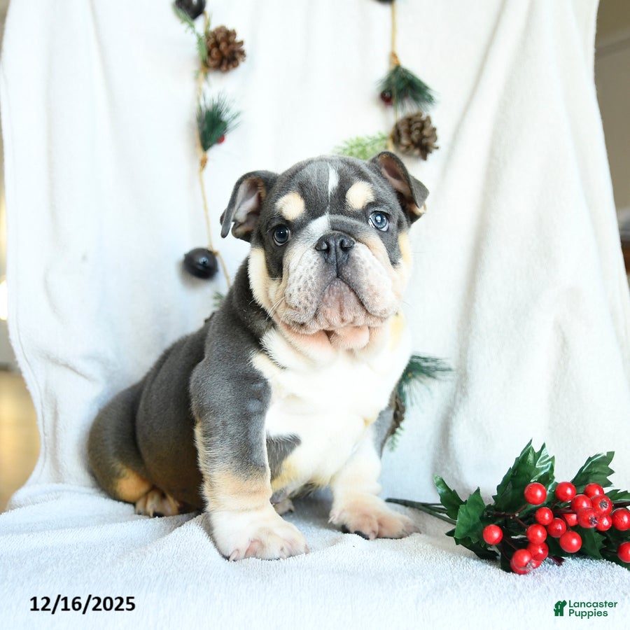 English Bulldog dogs Jolly - Ad 1