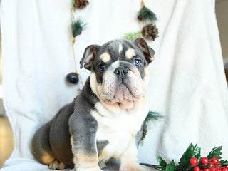 English Bulldog dogs Jolly - Ad 1